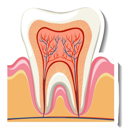 Microscopic Root Canals